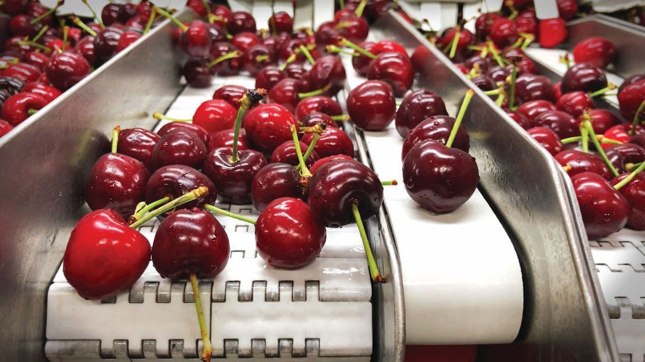 ブルーベリー、 チェリー＆トマト用 パッキングマシン パネットタイプとクラムシェルタイプ用充填ソリューション イメージ