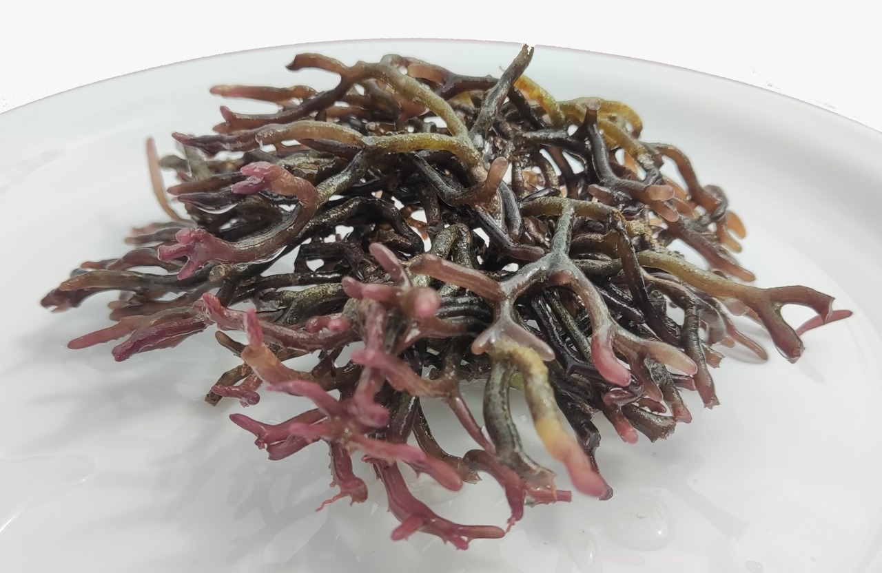Gracilaria Salicornia - Seaweed from Mauritius Image