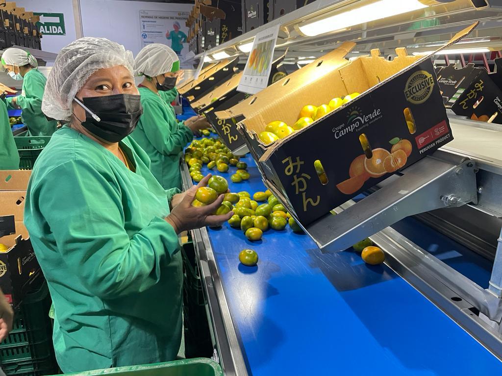 みかん(薩摩) イメージ