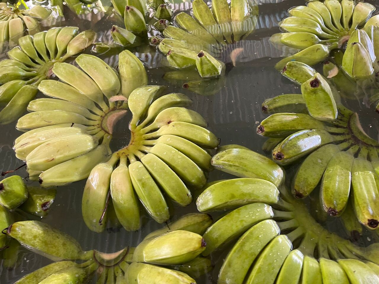 Fresh Cardava Banana Image