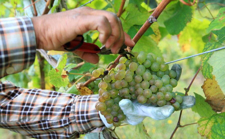 BERROJA TXAKOLI Image