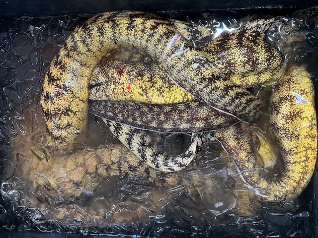 完全骨取り ウツボフィレ イメージ