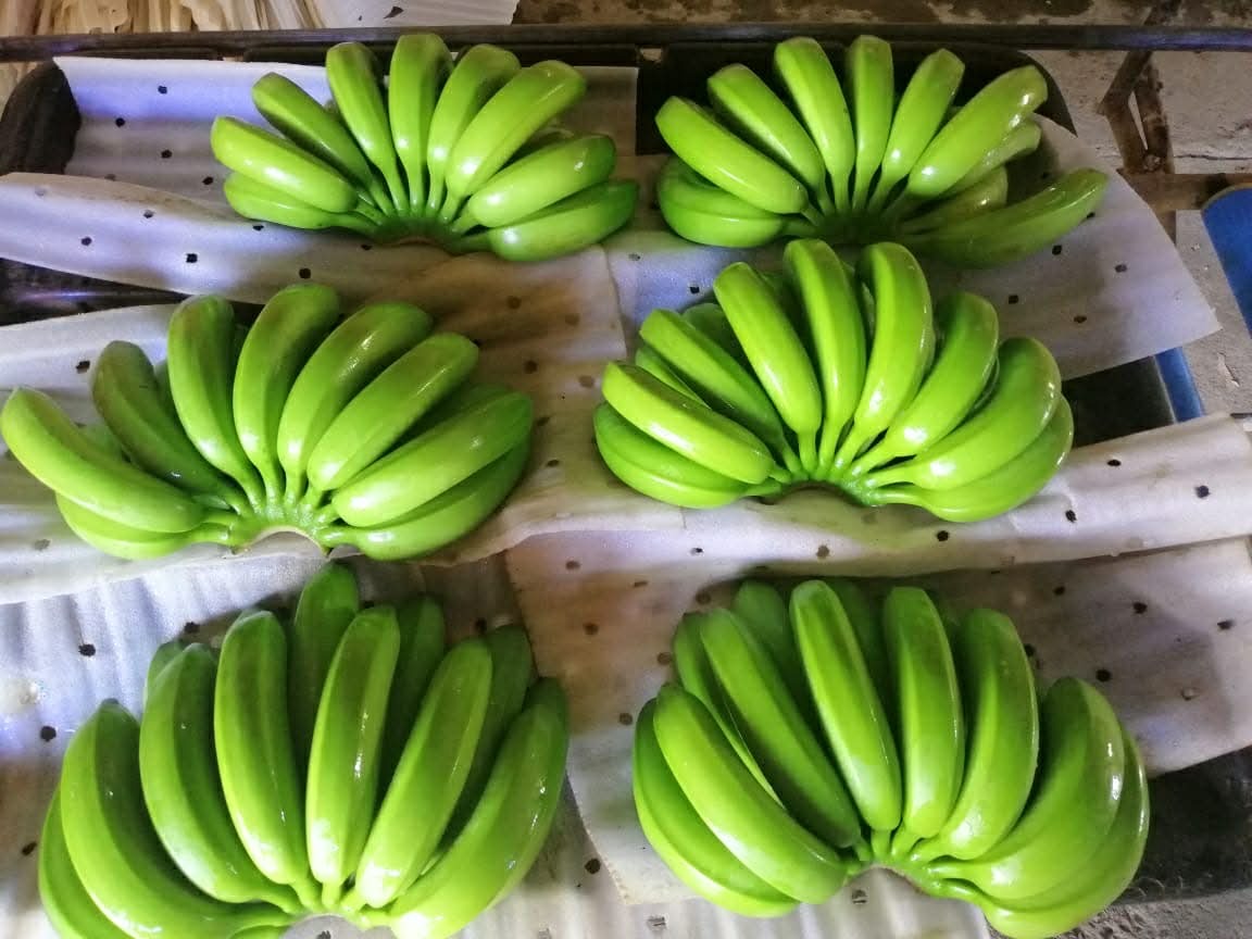 FRESH CAVENDISH BANANAS Image