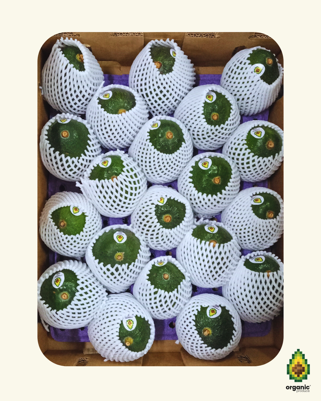 Fresh Hass Avocados - Export Grade Image