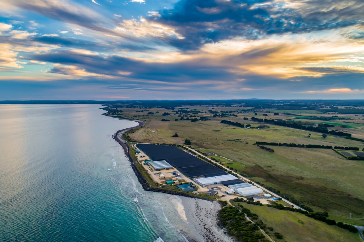 Yumbah Greenlip Abalone  Image