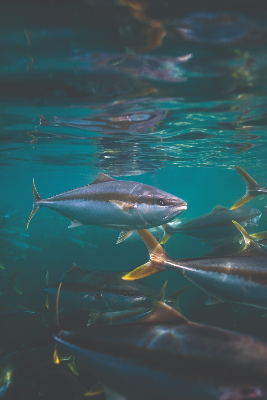 Spencer Gulf Yellowtail Kingfish Image