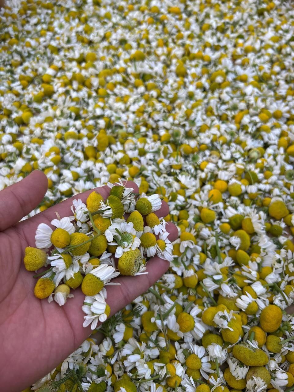 カモミール イメージ