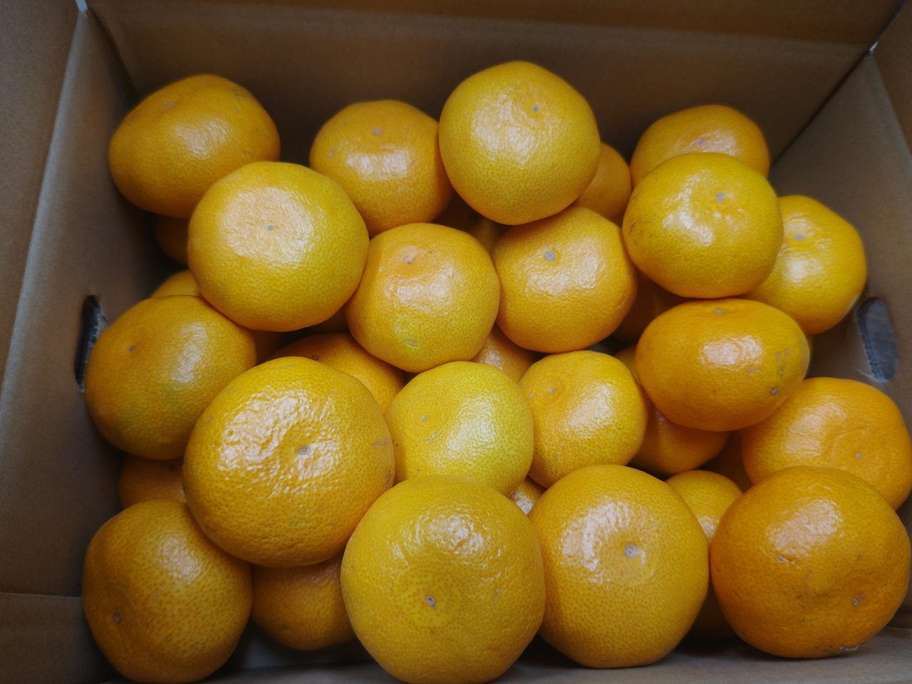 Unshu Mandarin Image