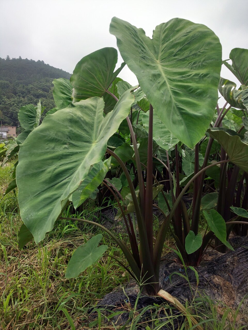 Himekaguya (Japanese Taro Root) Image