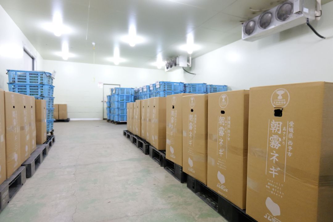 Asagiri Green Onions (Foodservice & Processing Use) Image