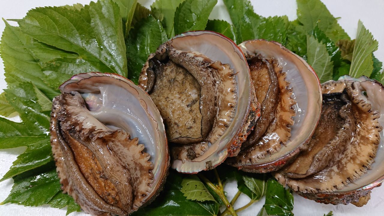 （活）房州黒アワビ、赤アワビ イメージ