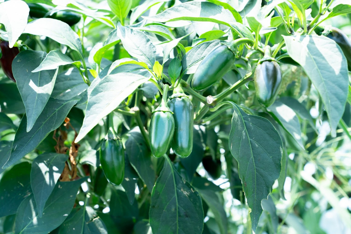 とうがらし（青果） イメージ