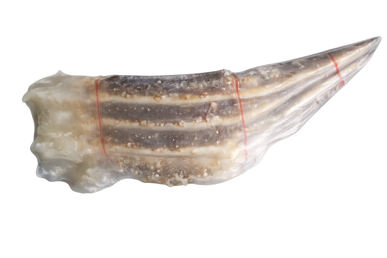 RAW / BOILED RED KING CRAB LEGS Image