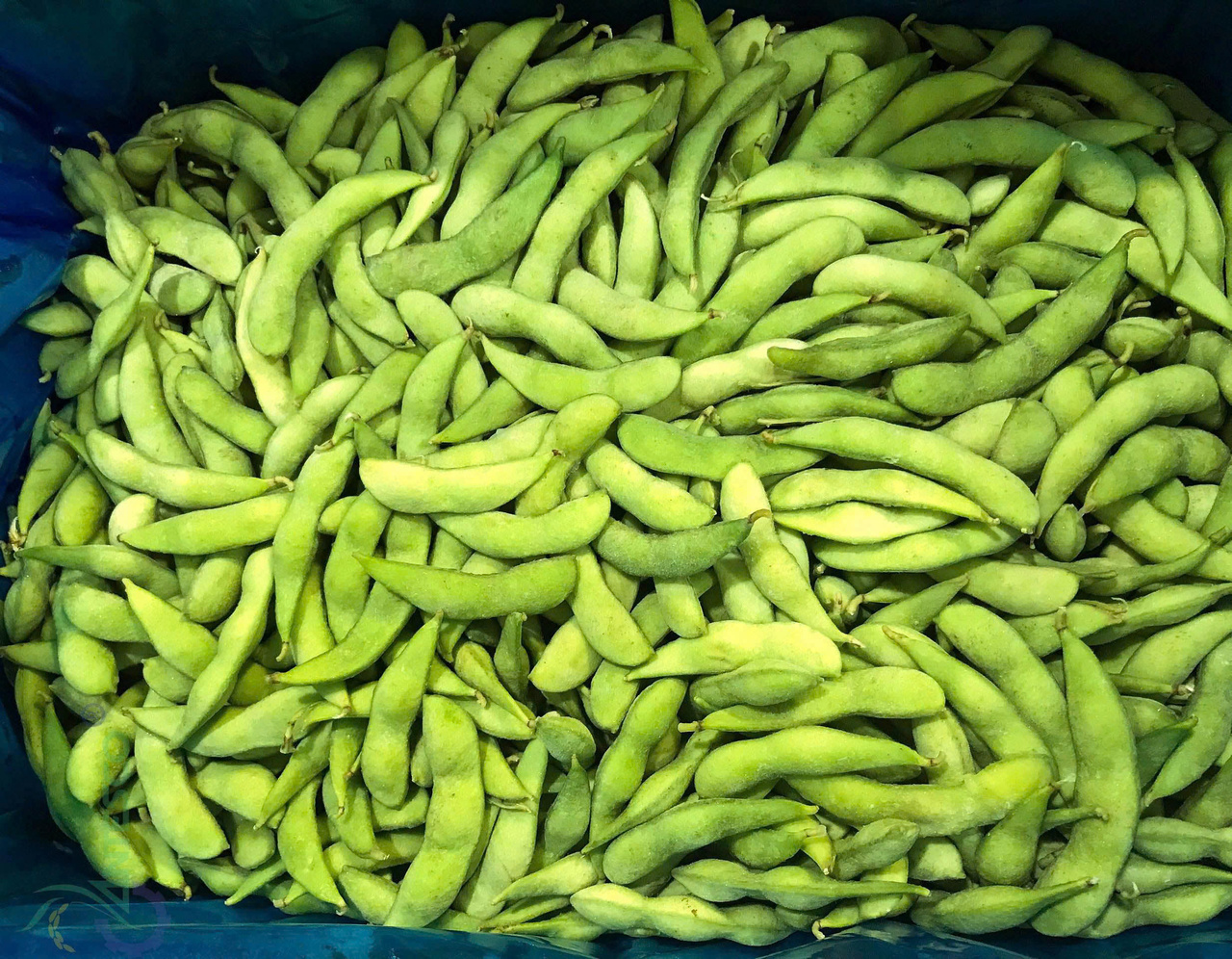 Edamame Image