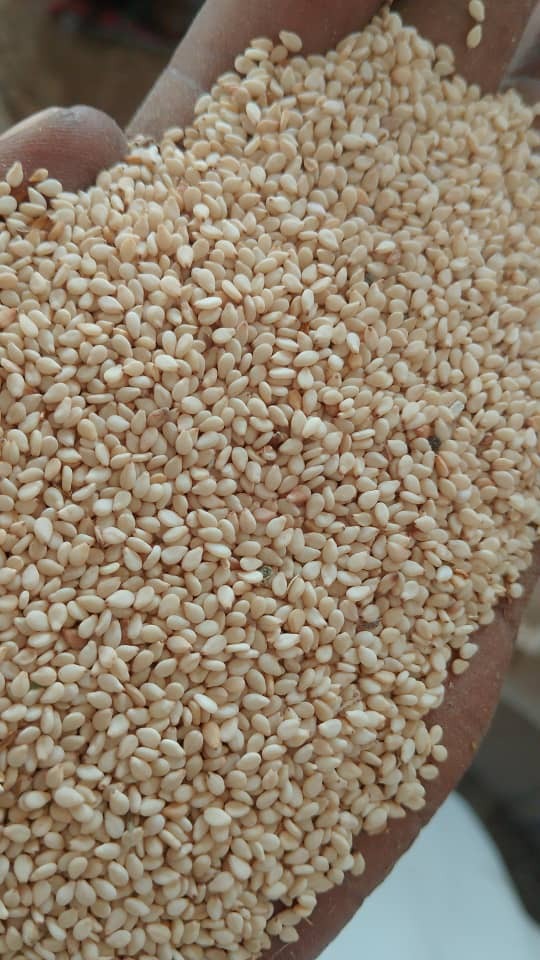 Sesame Seeds Image