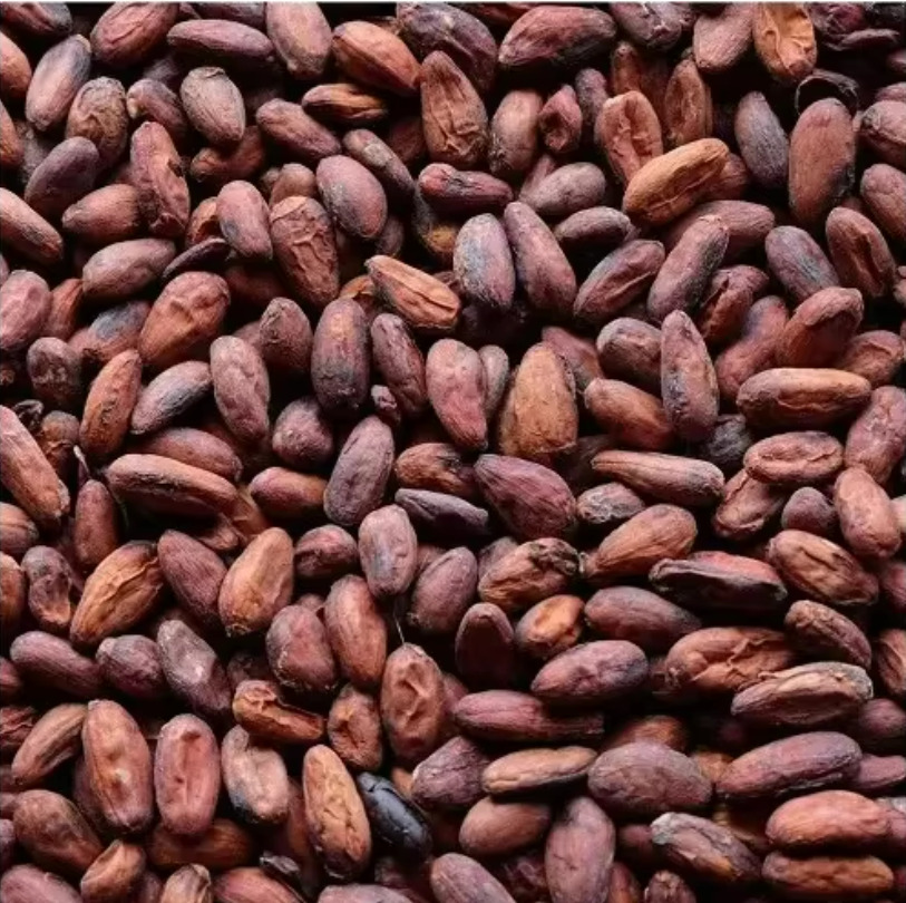 Cocoa Beans Image