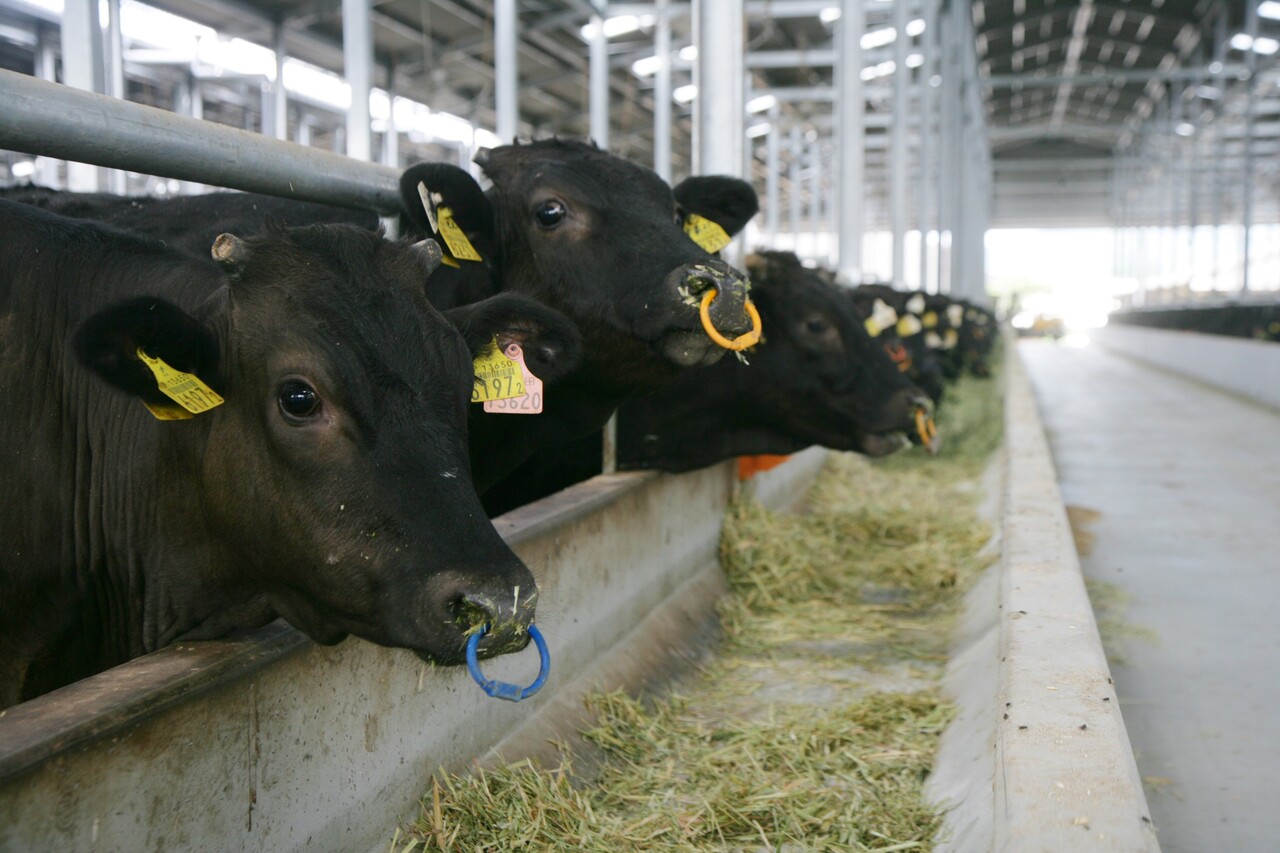 鹿児島県産黒毛和牛「小田牛」 イメージ