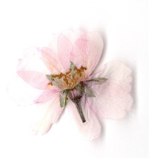 Edible Dry Cherry (SAKURA) blossom Image