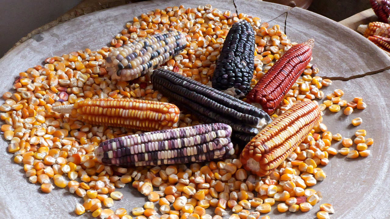 コーントルティーヤチップス イメージ