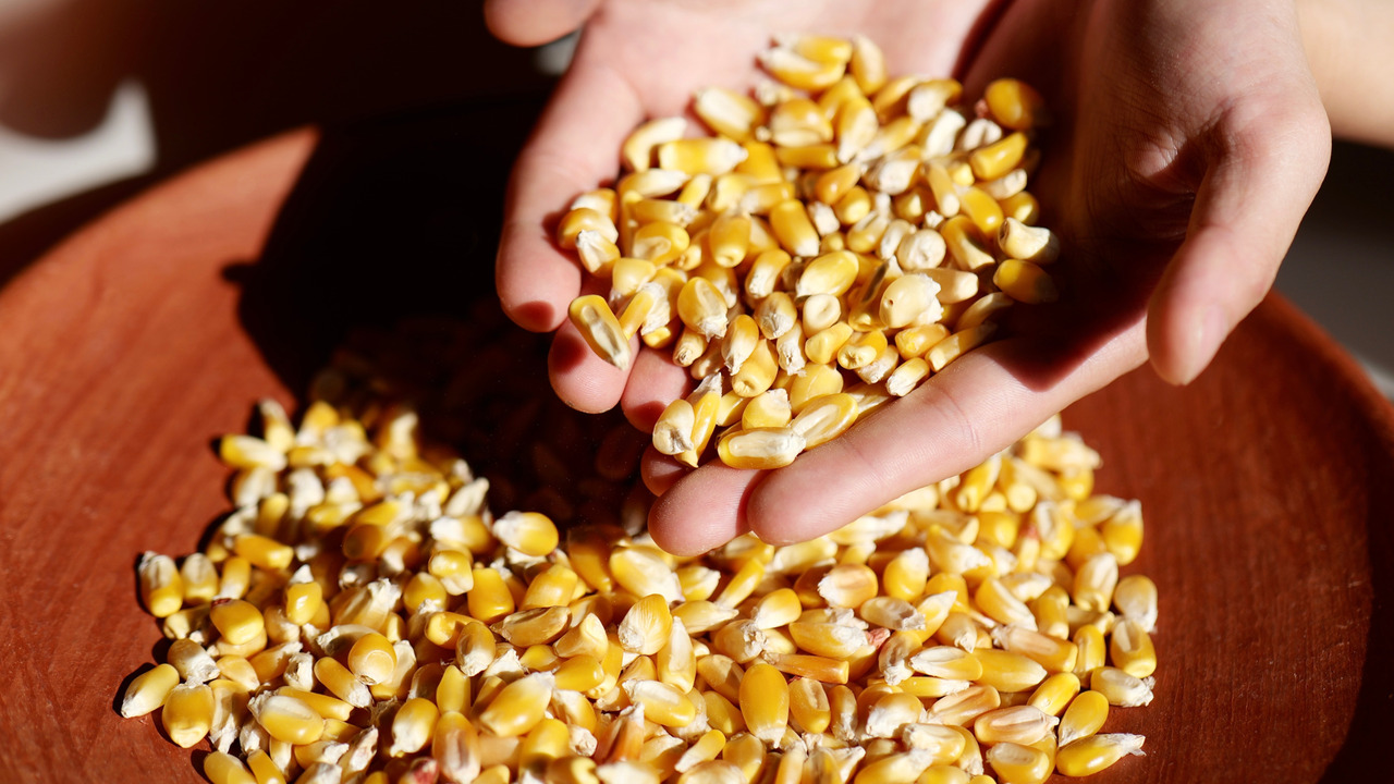 Yellow corn tortillas Image