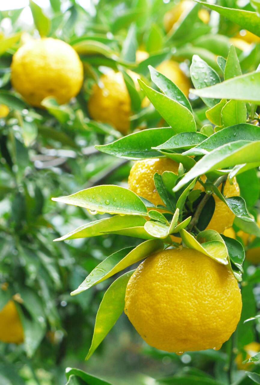 Yuzu Yogurt Liqueur Image