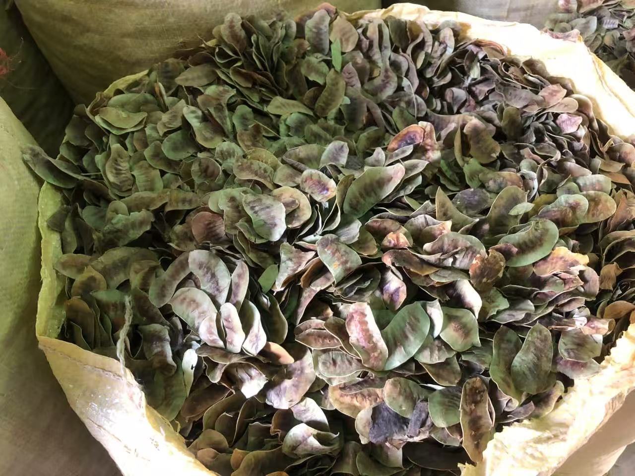 センナ葉 イメージ