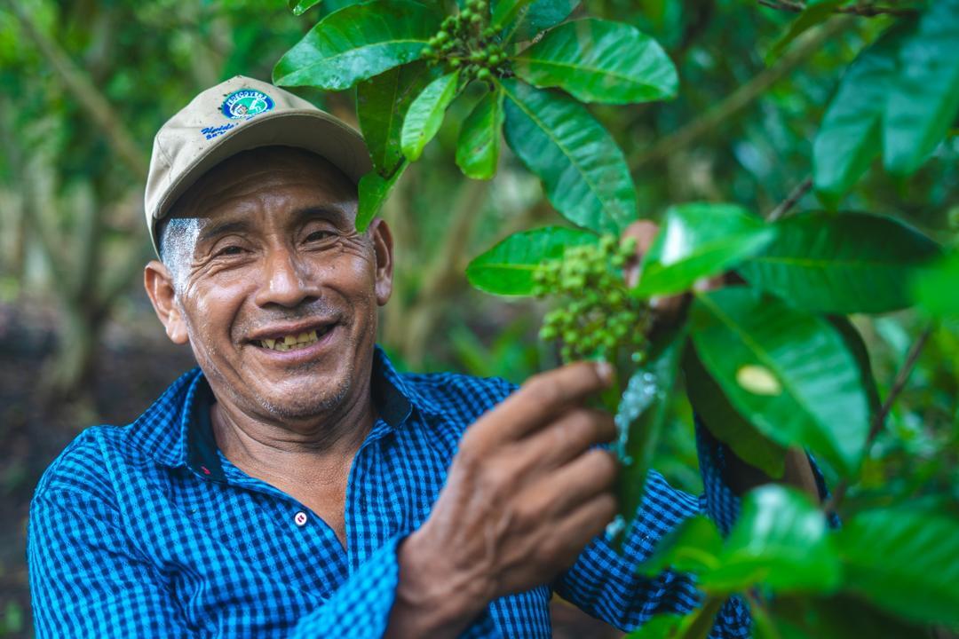 オールスパイス イメージ