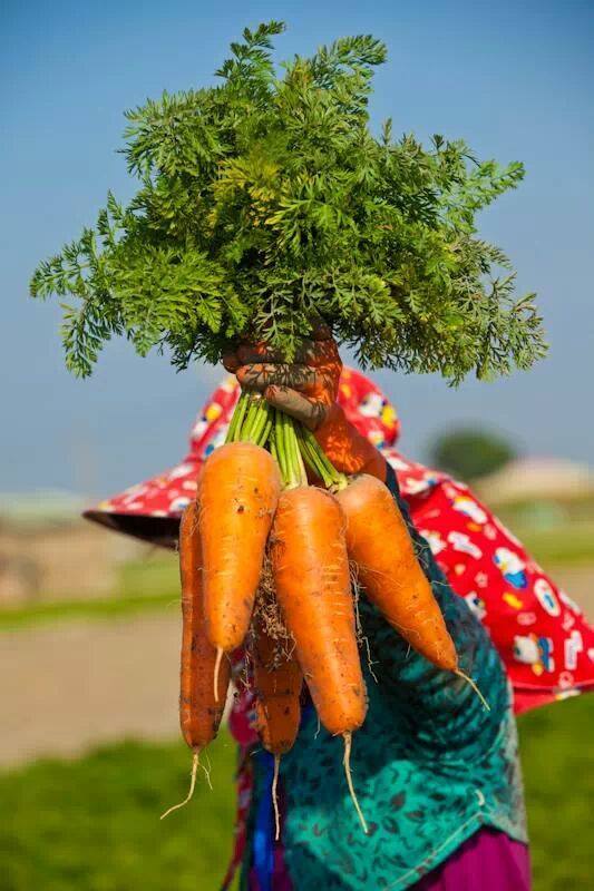 Fresh Carrot  Image