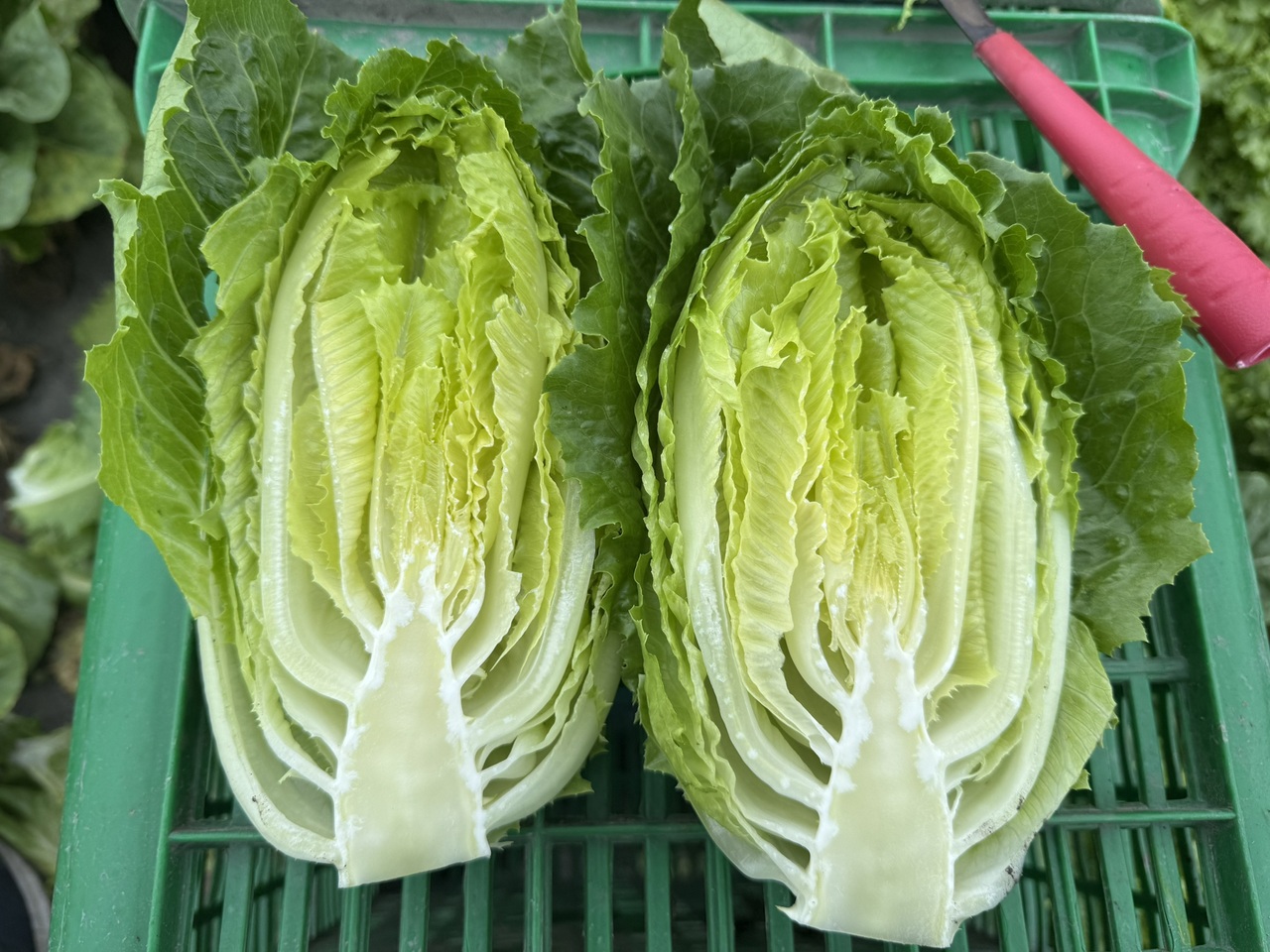 Fresh Romaine Lettuce Image