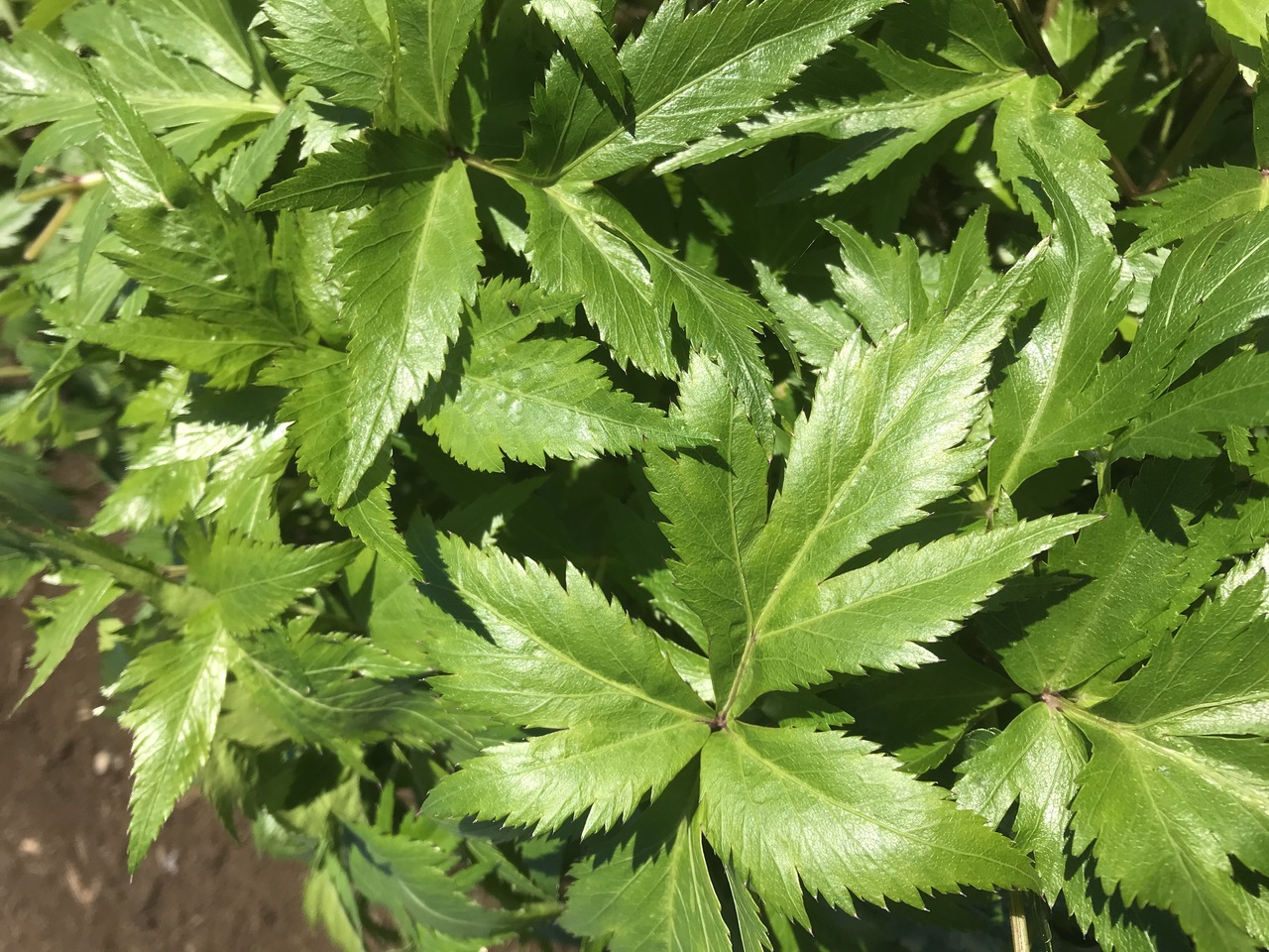 魔女のひと匙 イメージ