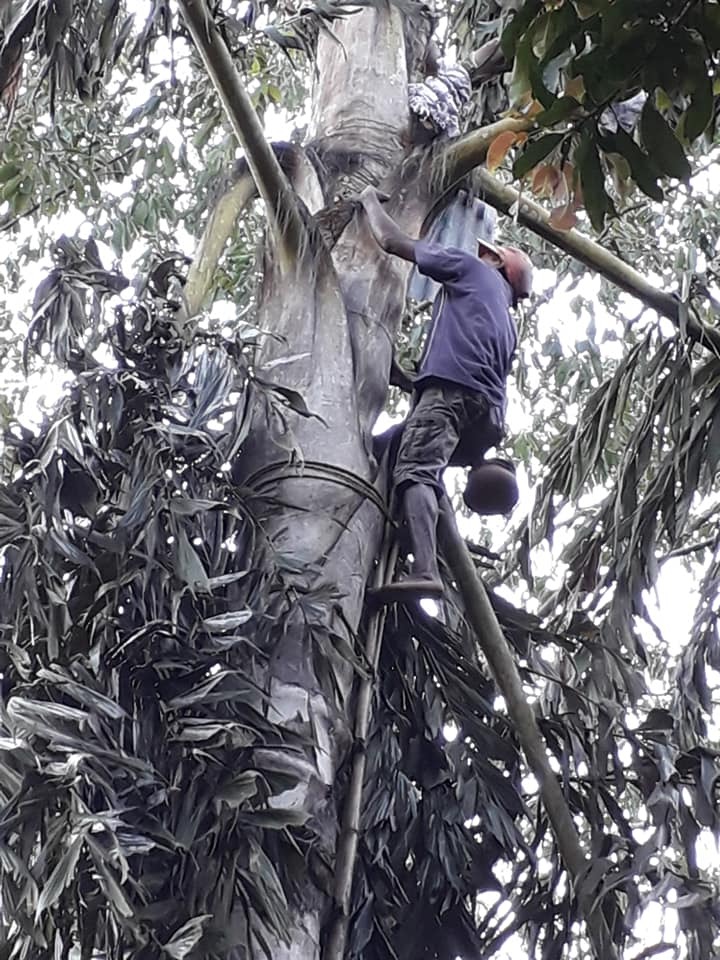 Ceylon Pure Kithul Energy Drink Image