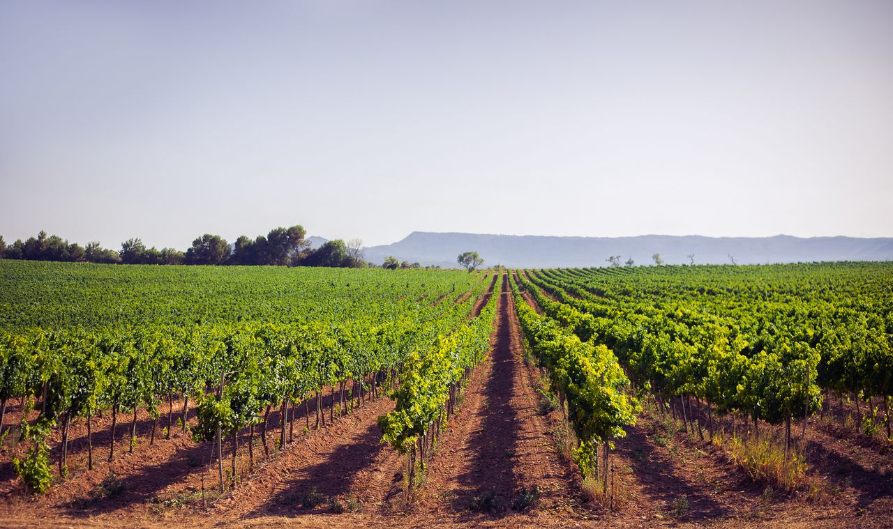 TINES DE ROQUETA RESERVA イメージ