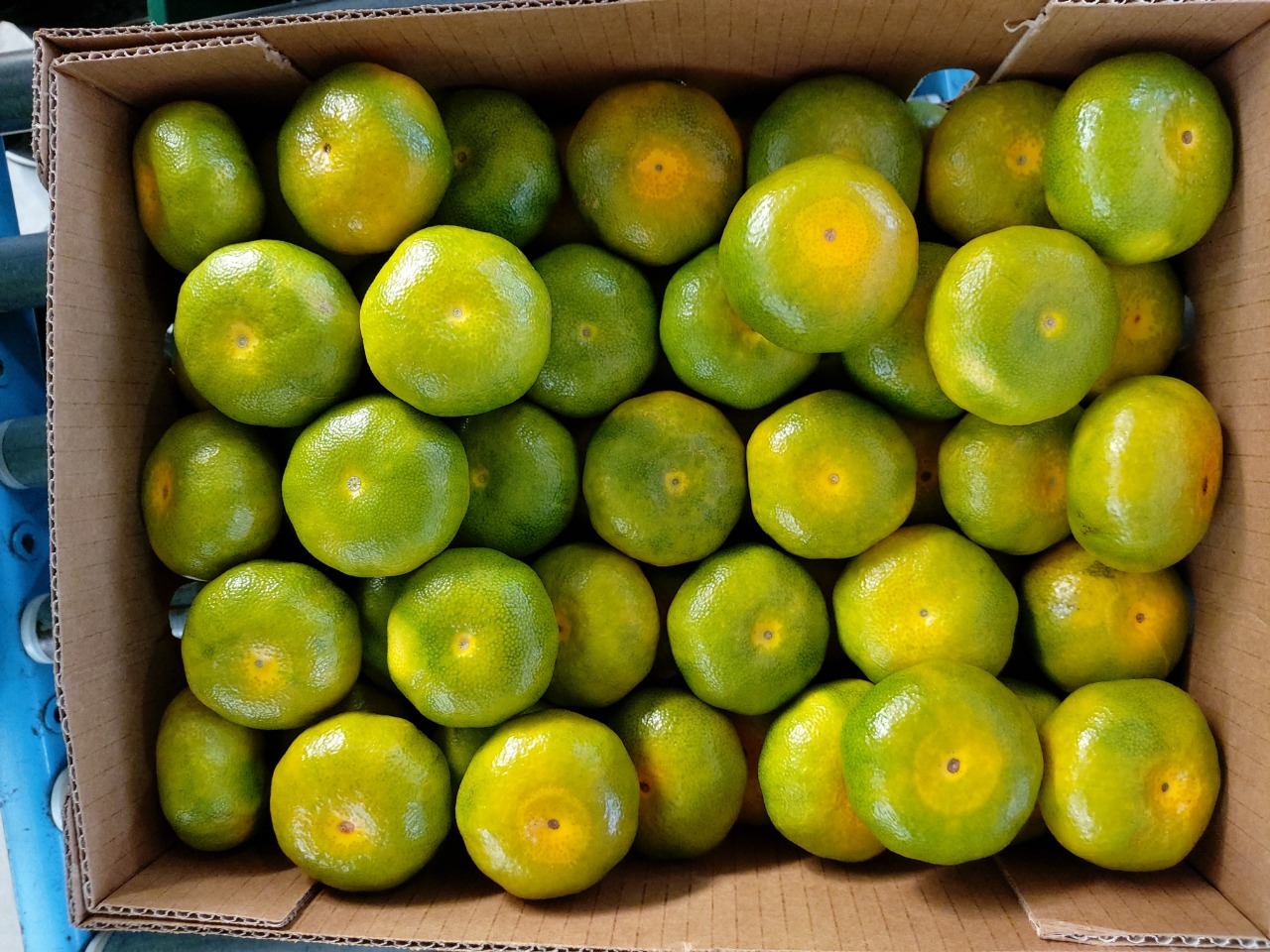 CAMPO VERDE - Fresh avocado and mandarin Image