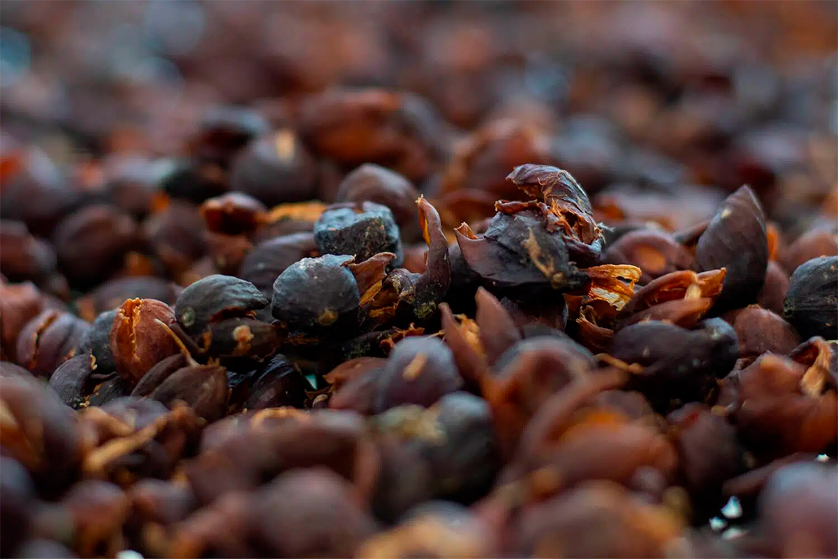 Aloha Star 100% Cascara Coffee Tea (Dried Coffee Cherry Husk) Image