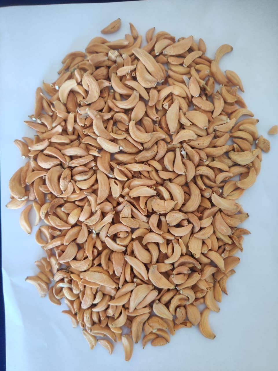 DEHYDRATED GARLIC Image