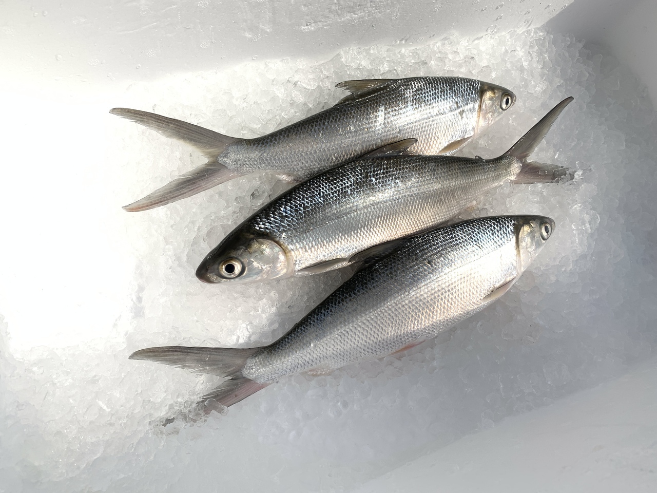 Frozen Milkfish Image