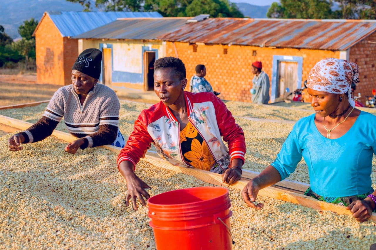 Green Arabica & Robusta Coffee Image