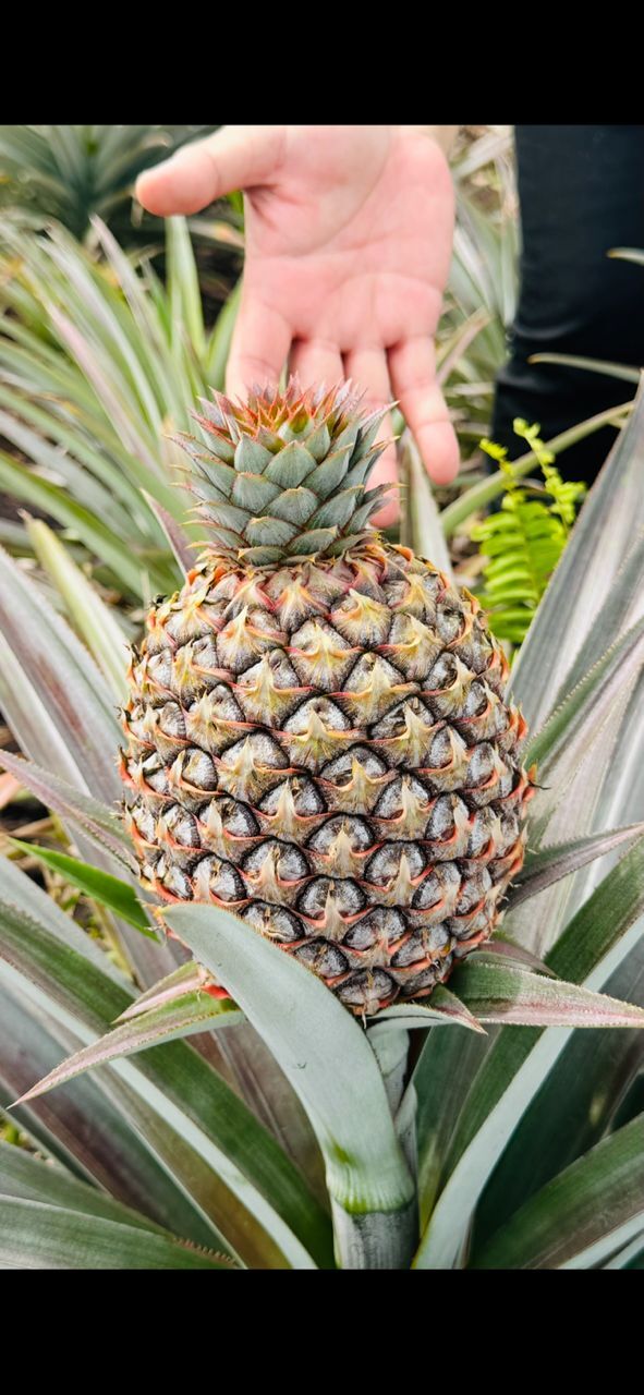 マレーシア産パイナップル　Sarawak Gold イメージ