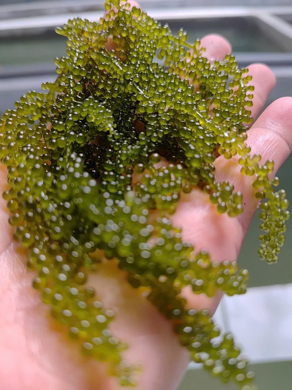 海ぶどう（生海ぶどう、塩漬海ぶどう） イメージ