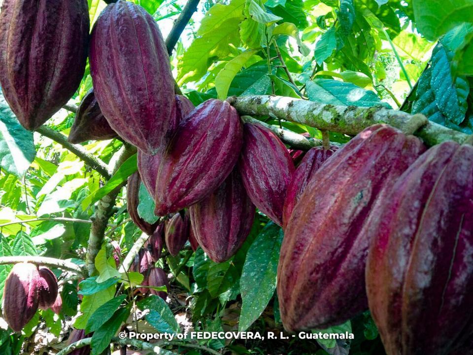 Cocoa Beans Image