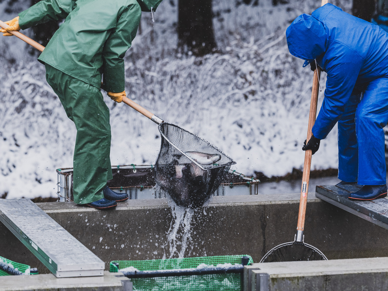 ふくい名水サーモン（養殖トラウトサーモン） イメージ