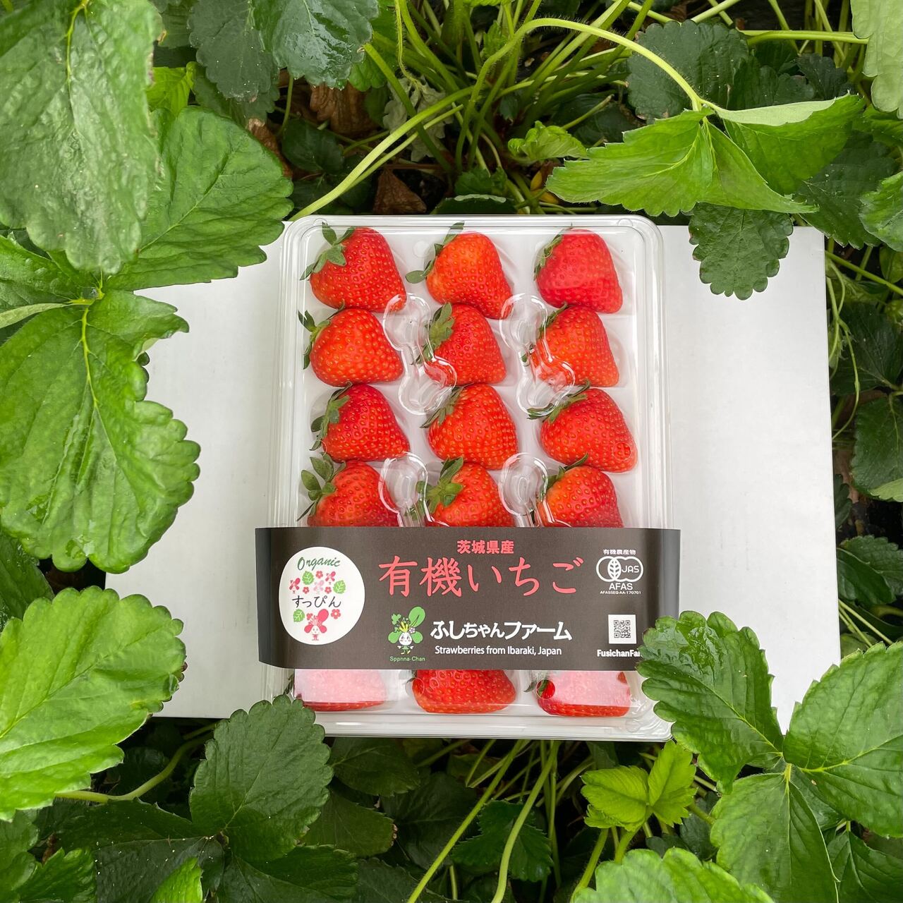 有機いちご イメージ