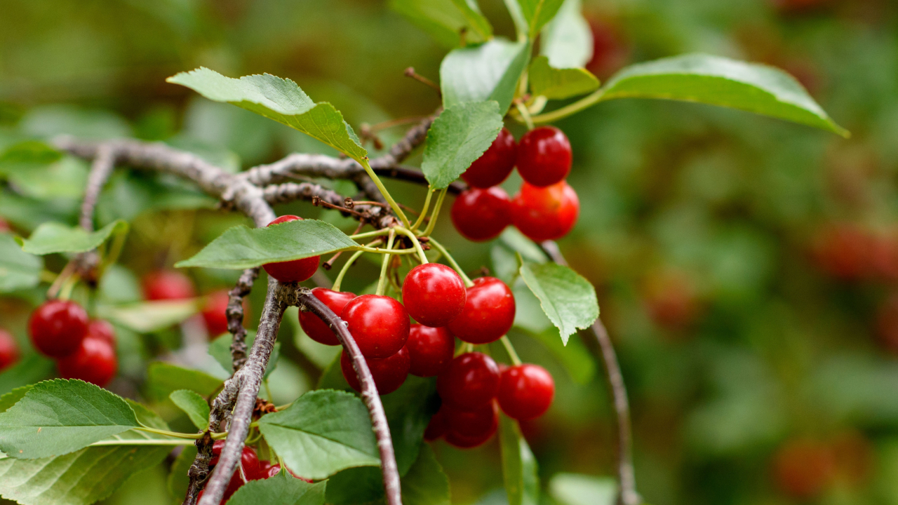 ノウウェル | 自然派ナイトケアドリンク イメージ