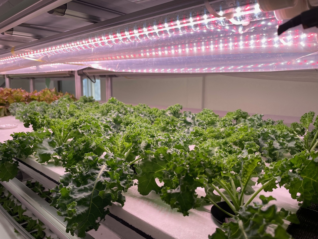 ［ 高抗酸化値：2倍 ］× ［ 低硝酸：70%減］リーフレタス、コマツナ、リーフレタス、コマツナ、ケール、ミズナ、春菊 等の葉物野菜 イメージ