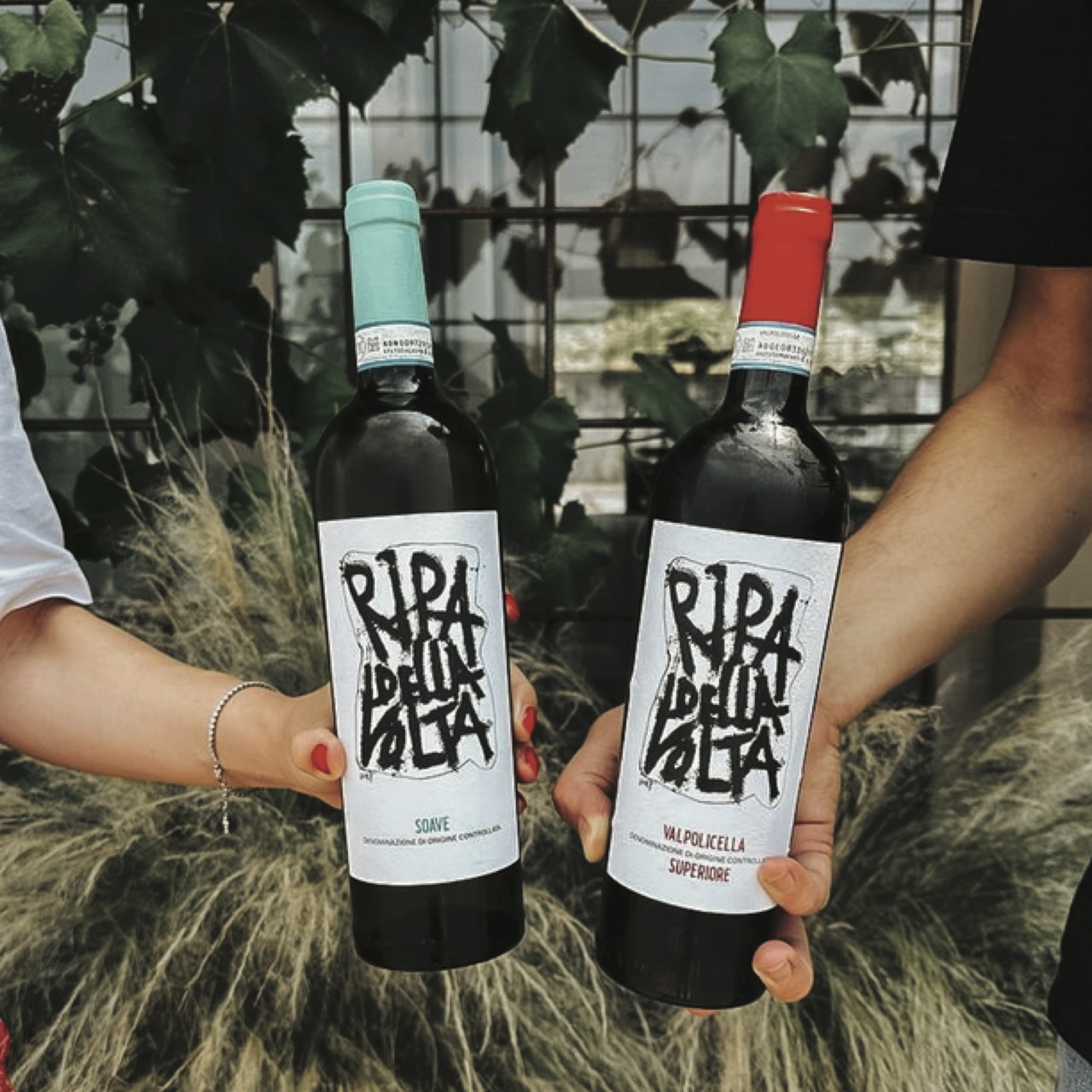 Ripa della Volta Amarone della Valpolicella DOCG  Image