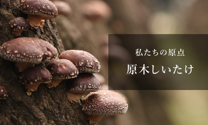 国産原木椎茸（小粒どんこDF120） イメージ