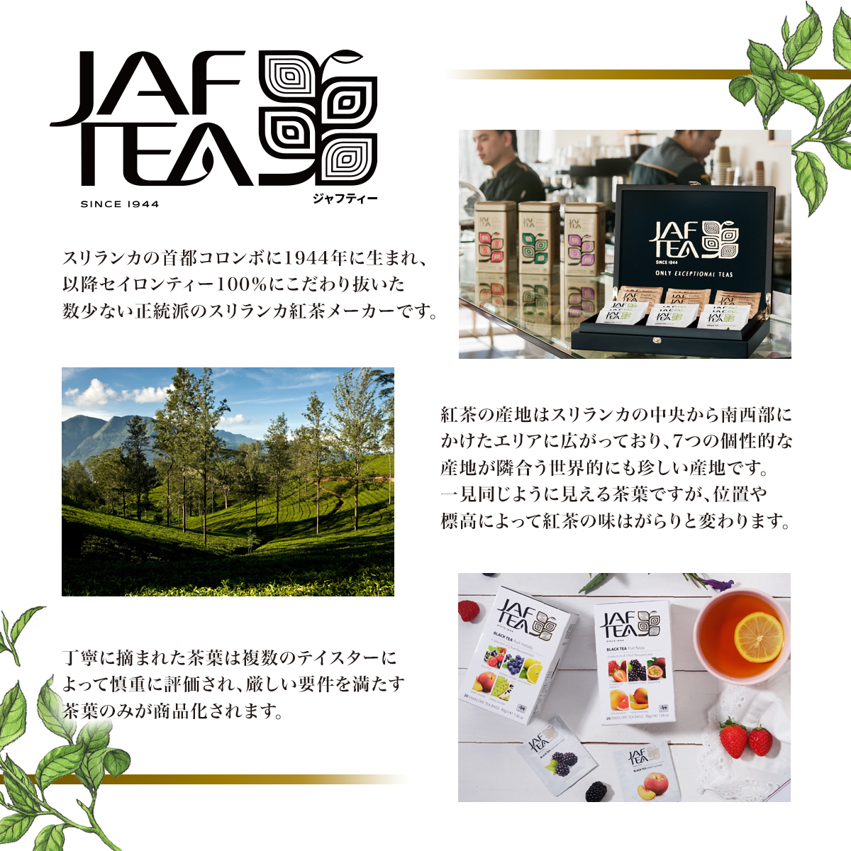 JAF TEA  classic gold Image