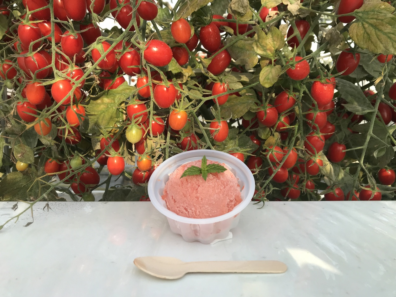 Farm-made gelato GELATOMA Image