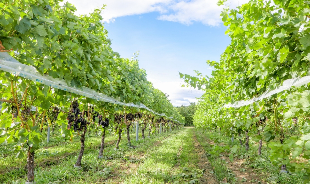 柿沢メルロ樽熟成2022 イメージ