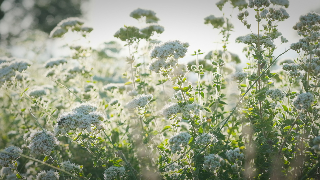 Wispy Oregano HoReCa 1000cc Image